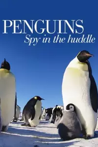 Очима пінгвінів